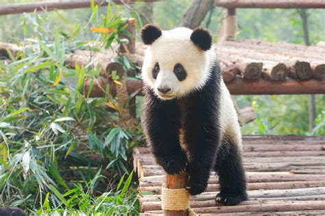 how are the pandas doing in china